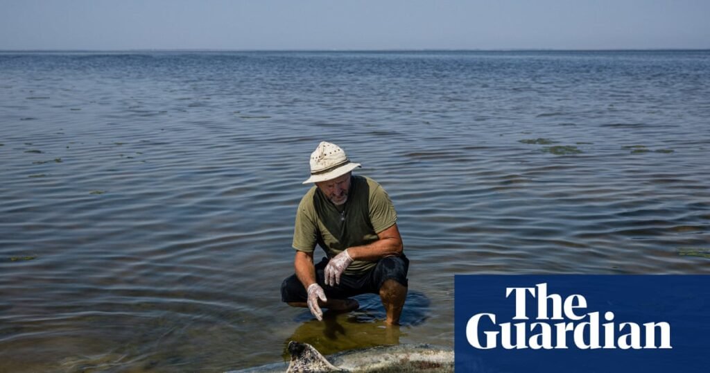 ‘Detrimental punch’: fears Russia’s war is pushing the Black Sea and its dolphins past a tipping point | Ukraine ‘Detrimental punch’: fears Russia’s war is pushing the Black Sea and its dolphins past a tipping point | Ukraine