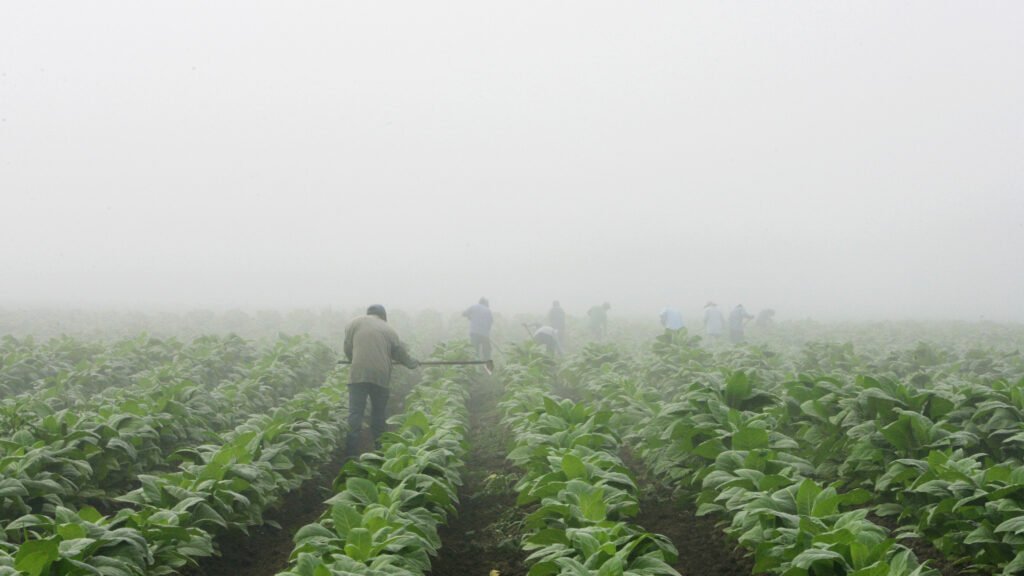 MAHA movement disappointed: 2026 Farm Bill supports tobacco and pesticides MAHA movement disappointed: 2026 Farm Bill supports tobacco and pesticides
