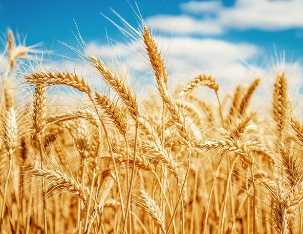 Whole wheat diet may reduce risk of inflammatory bowel disease Whole wheat diet may reduce risk of inflammatory bowel disease