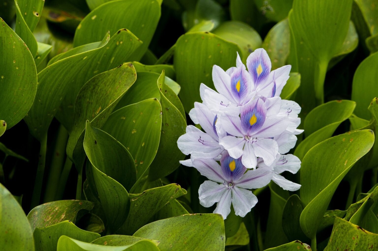 Biodegradable sanitary napkins made from water hyacinth pass safety and absorbency tests in new study