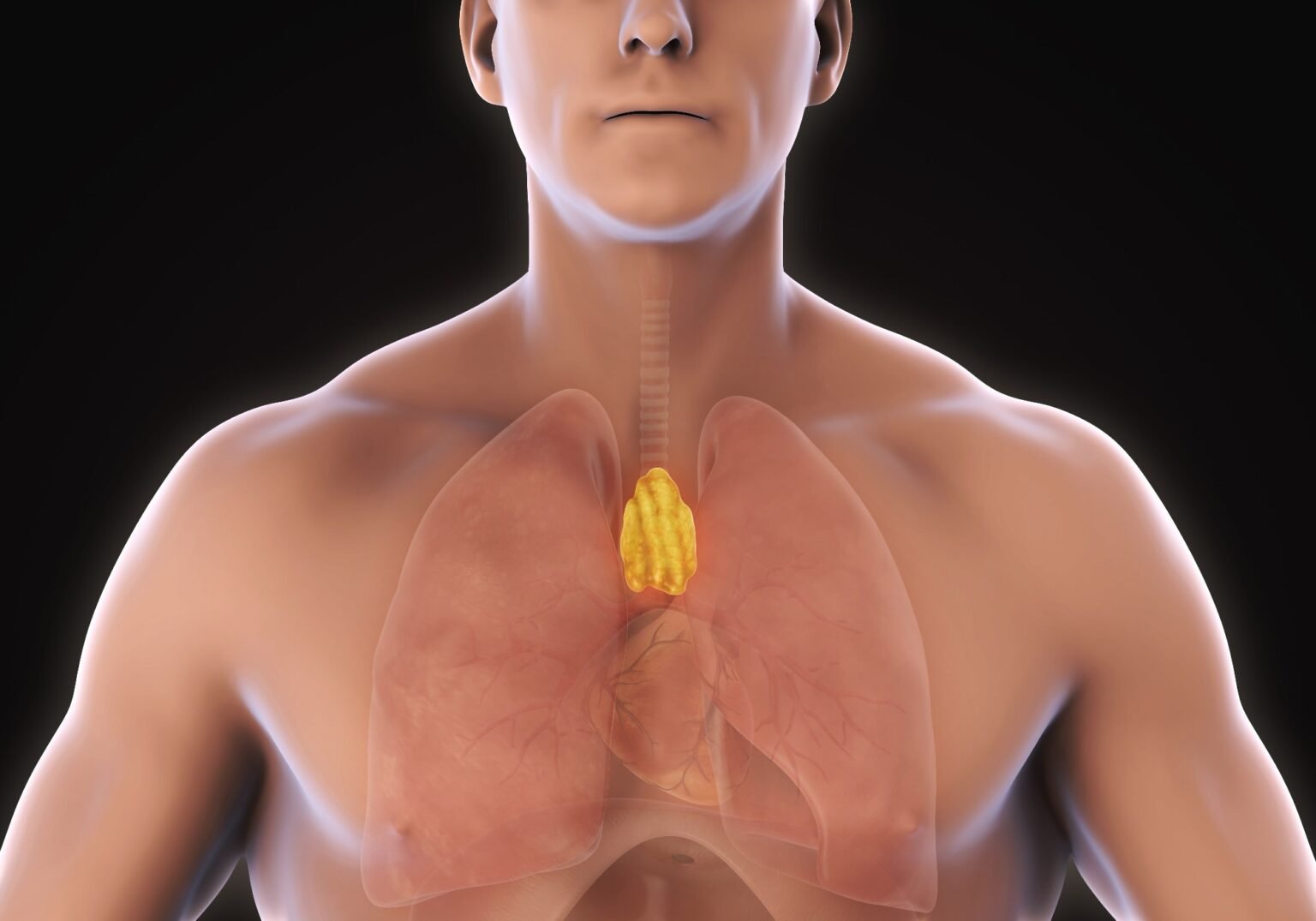 A healthy thymus predicts a longer adult lifespan and lower risk of cancer and heart disease