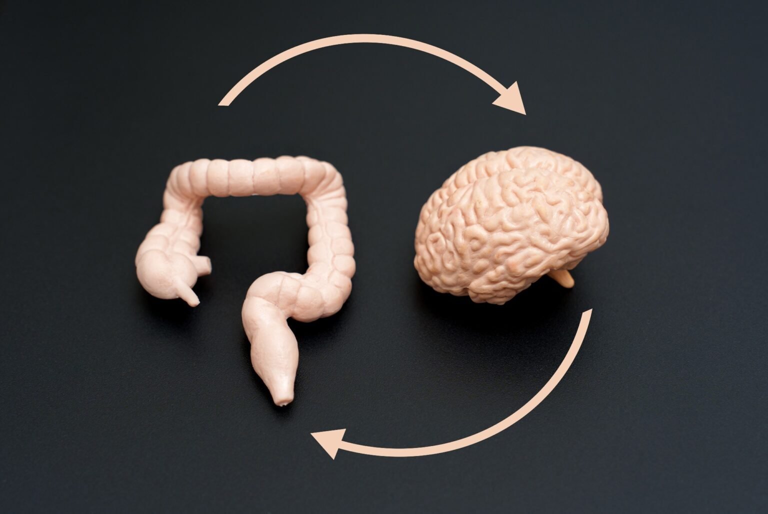 Parasites trigger signals from the gut to the brain that reduce food intake during infection Parasites trigger signals from the gut to the brain that reduce food intake during infection