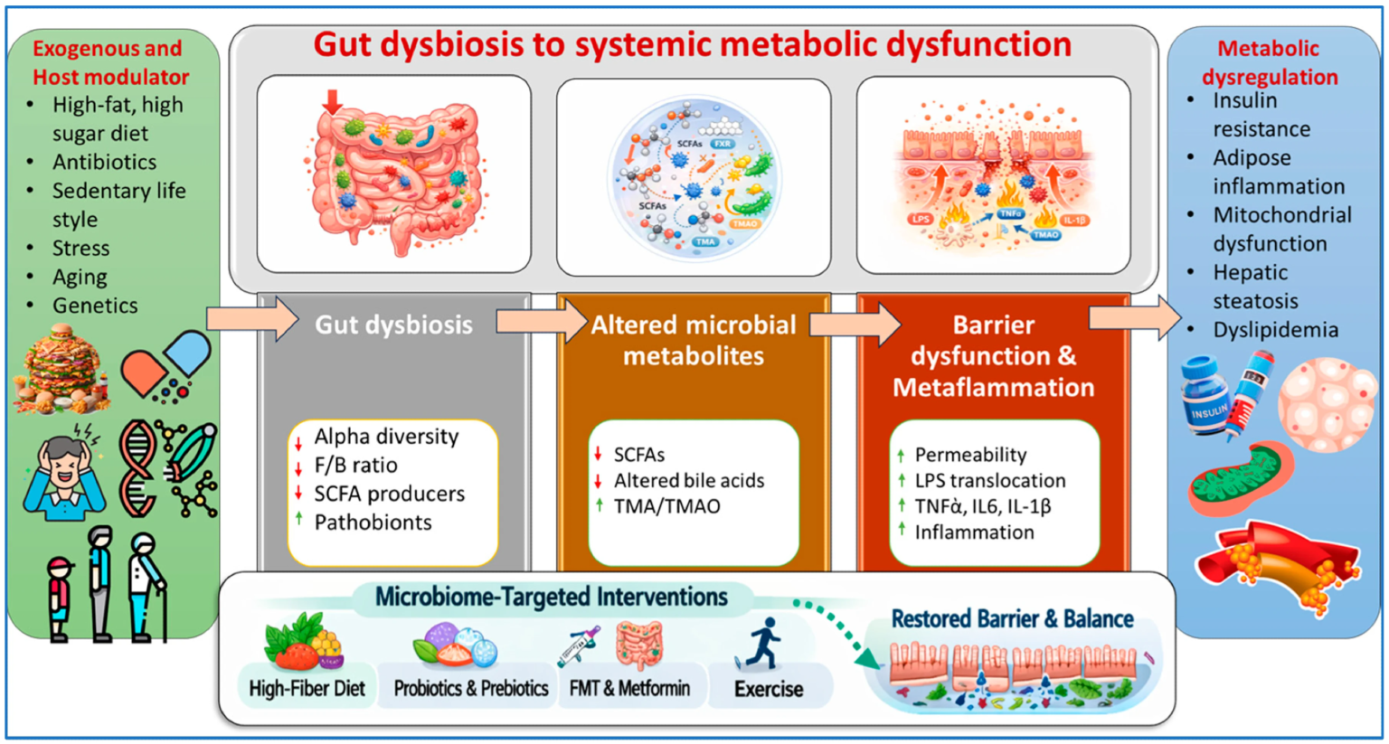 How intestinal imbalance causes obesity, diabetes, and heart disease