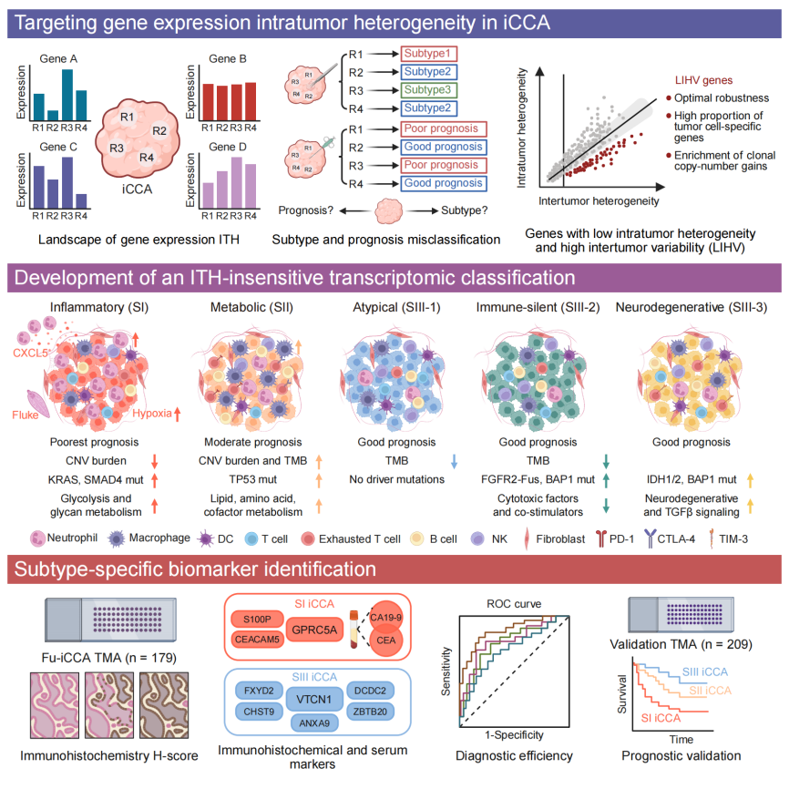 iCCA Precision Therapy: Mapping the Genetic Landscape iCCA Precision Therapy: Mapping the Genetic Landscape