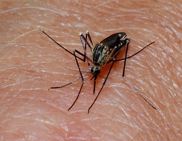 Study reveals genetic evolution of major malaria vector in South America Study reveals genetic evolution of major malaria vector in South America