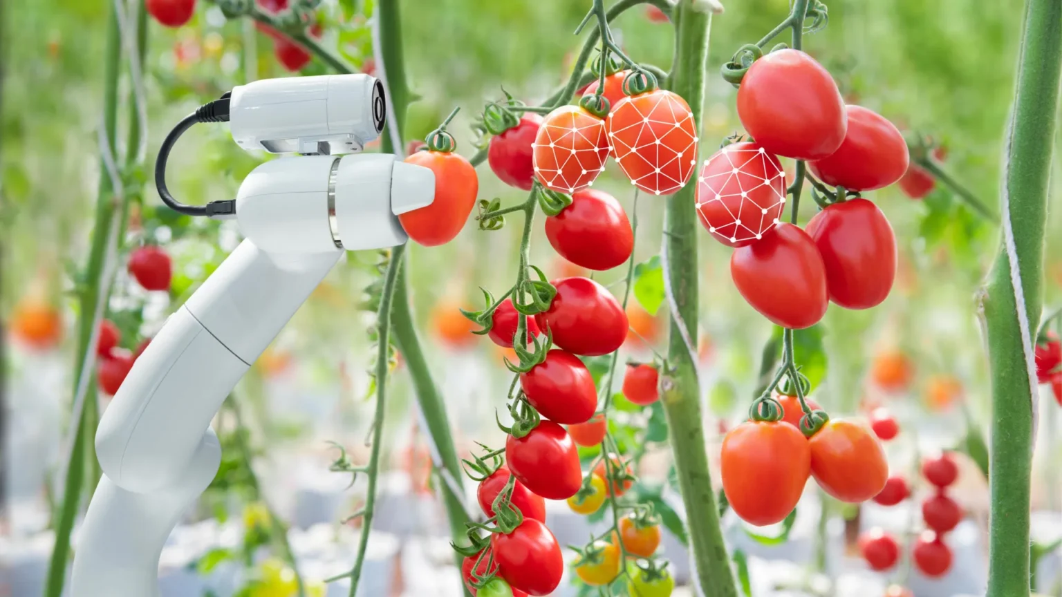 AI-powered robot learns how to harvest tomatoes more efficiently
