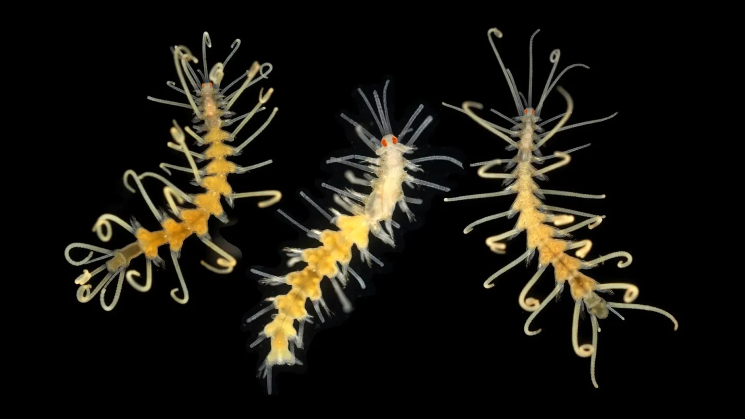 Marine species are becoming extinct before scientists can discover them. Marine species are becoming extinct before scientists can discover them.