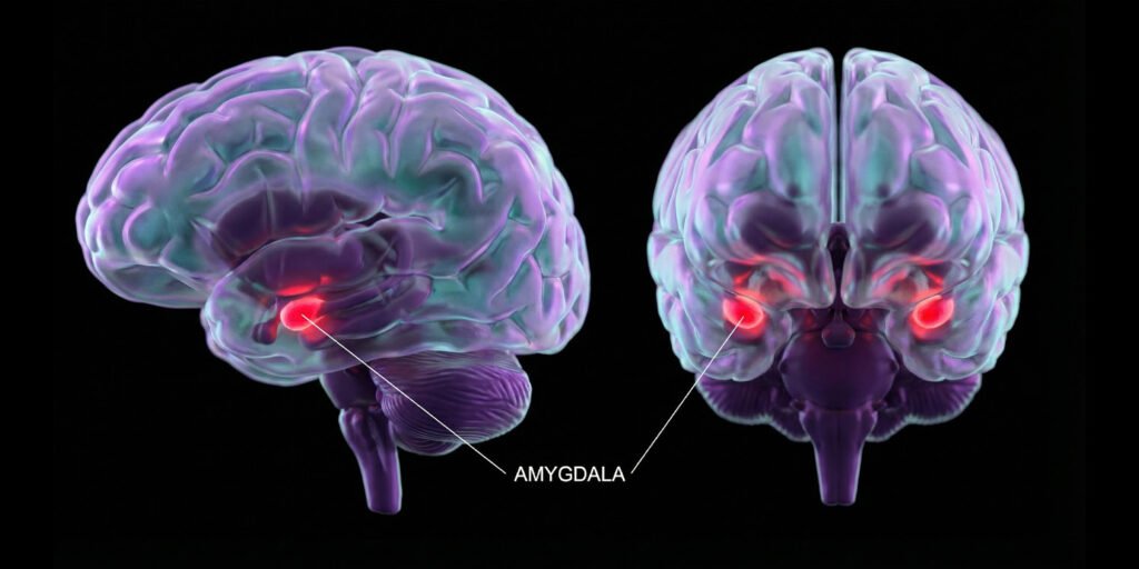 Excessive smartphone habits are linked to emotional dysregulation in the brain Excessive smartphone habits are linked to emotional dysregulation in the brain