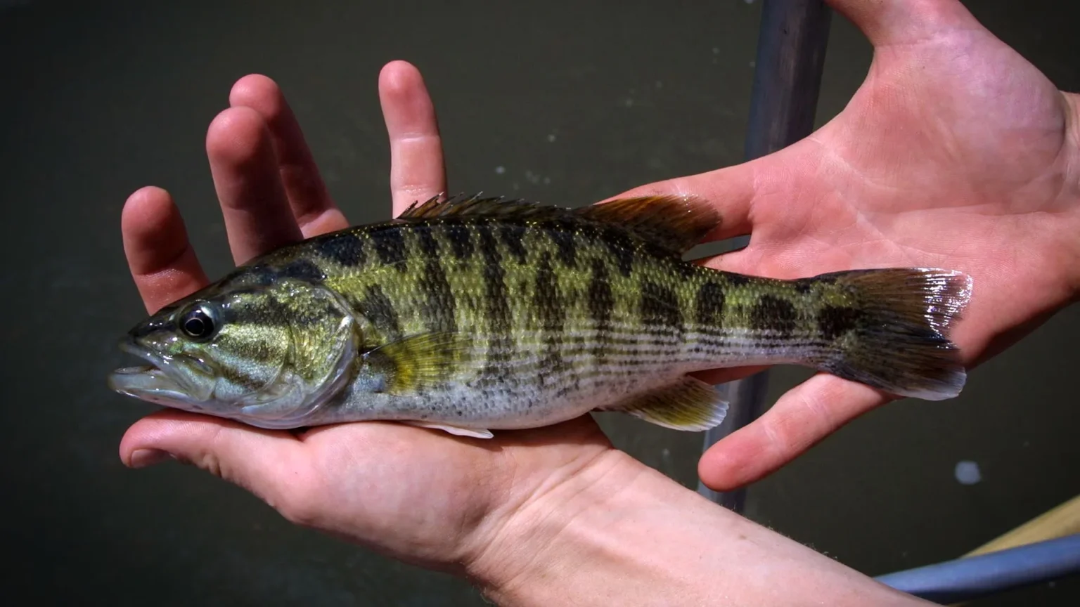 DNA reveals two new bass species hiding in plain sight