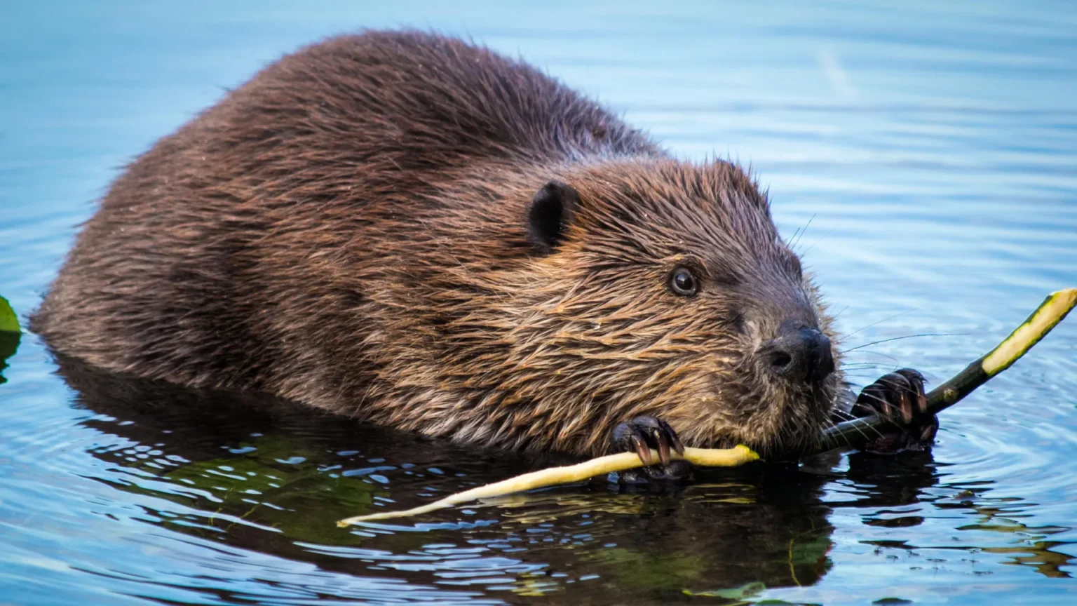 Beavers are turning rivers into powerful carbon sinks