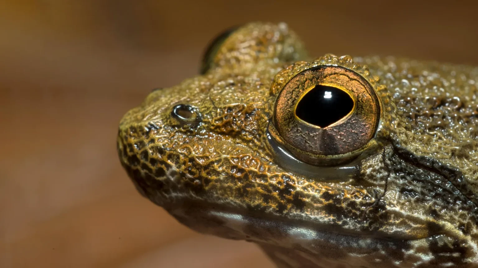 Scientists discover hidden species of Borneo’s fanged frog
