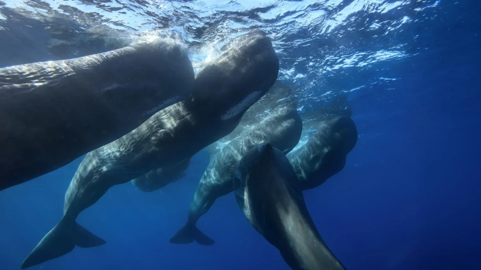 Sperm whales head-butting each other caught on camera for the first time