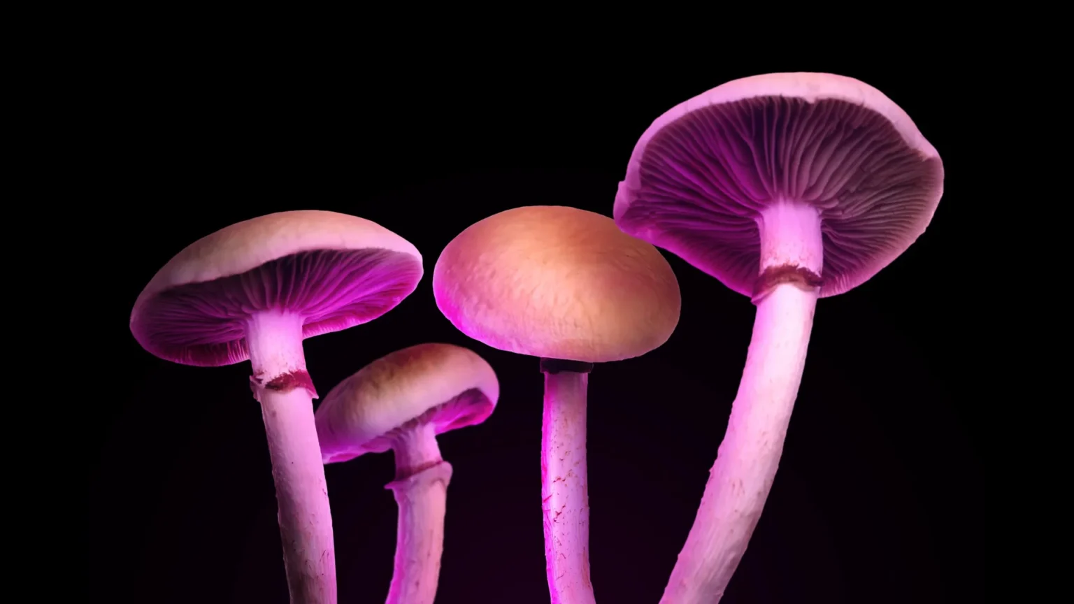 New ‘magic mushroom’ drug could treat depression without causing psychedelic hallucinations