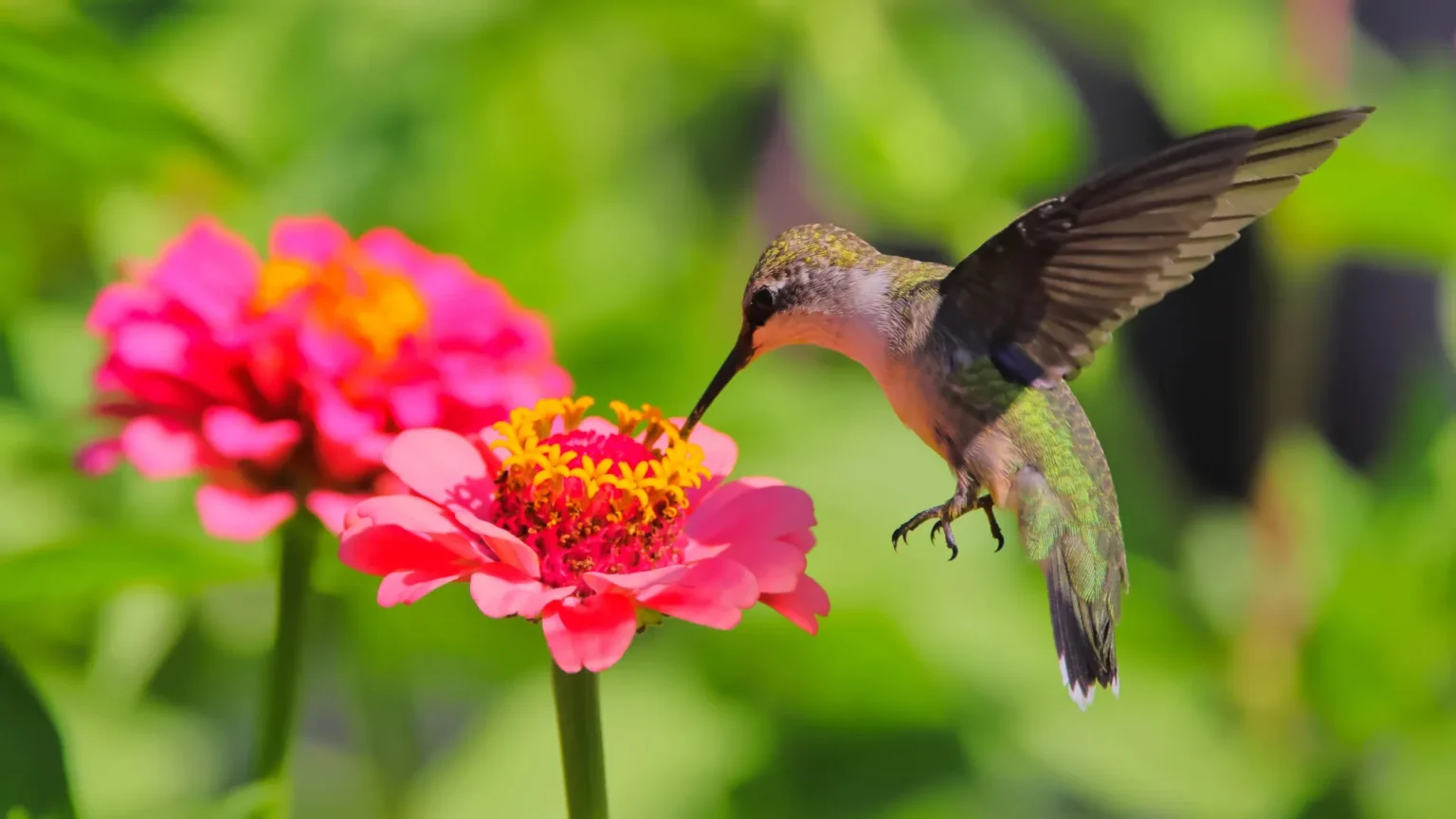 Scientists discovered that bees and hummingbirds drink alcohol