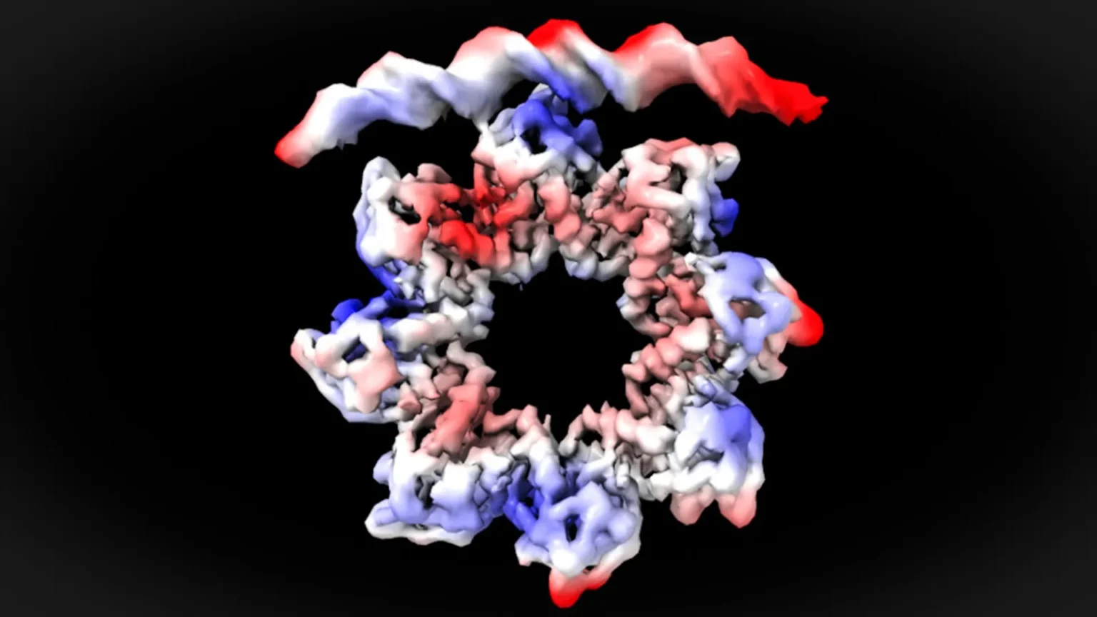 The donut-shaped protein breaks apart and begins bacterial cell division. The donut-shaped protein breaks apart and begins bacterial cell division.