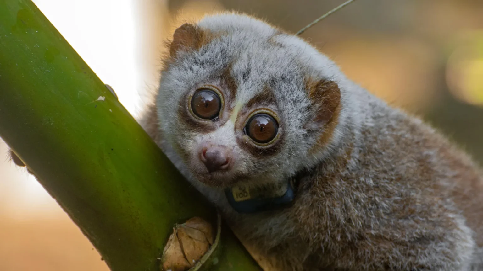 Study finds that release into the wild could be fatal to rescued slow lorises