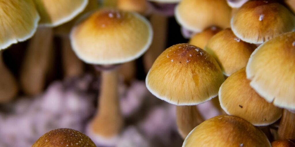 New study measures temporal distortions caused by psychedelics New study measures temporal distortions caused by psychedelics