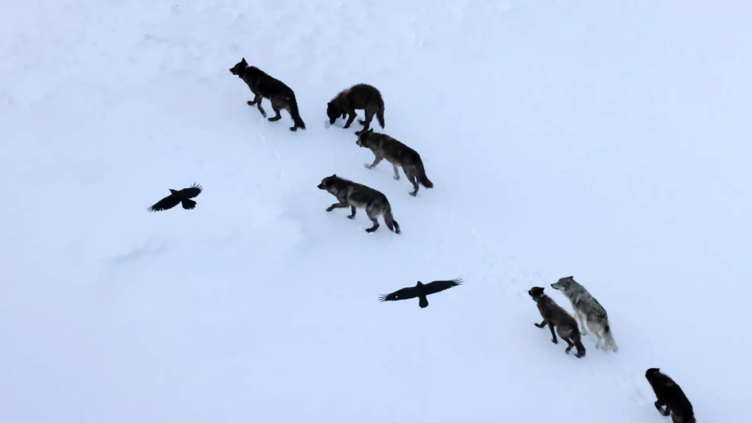 Scientists thought that crows followed wolves. they were wrong