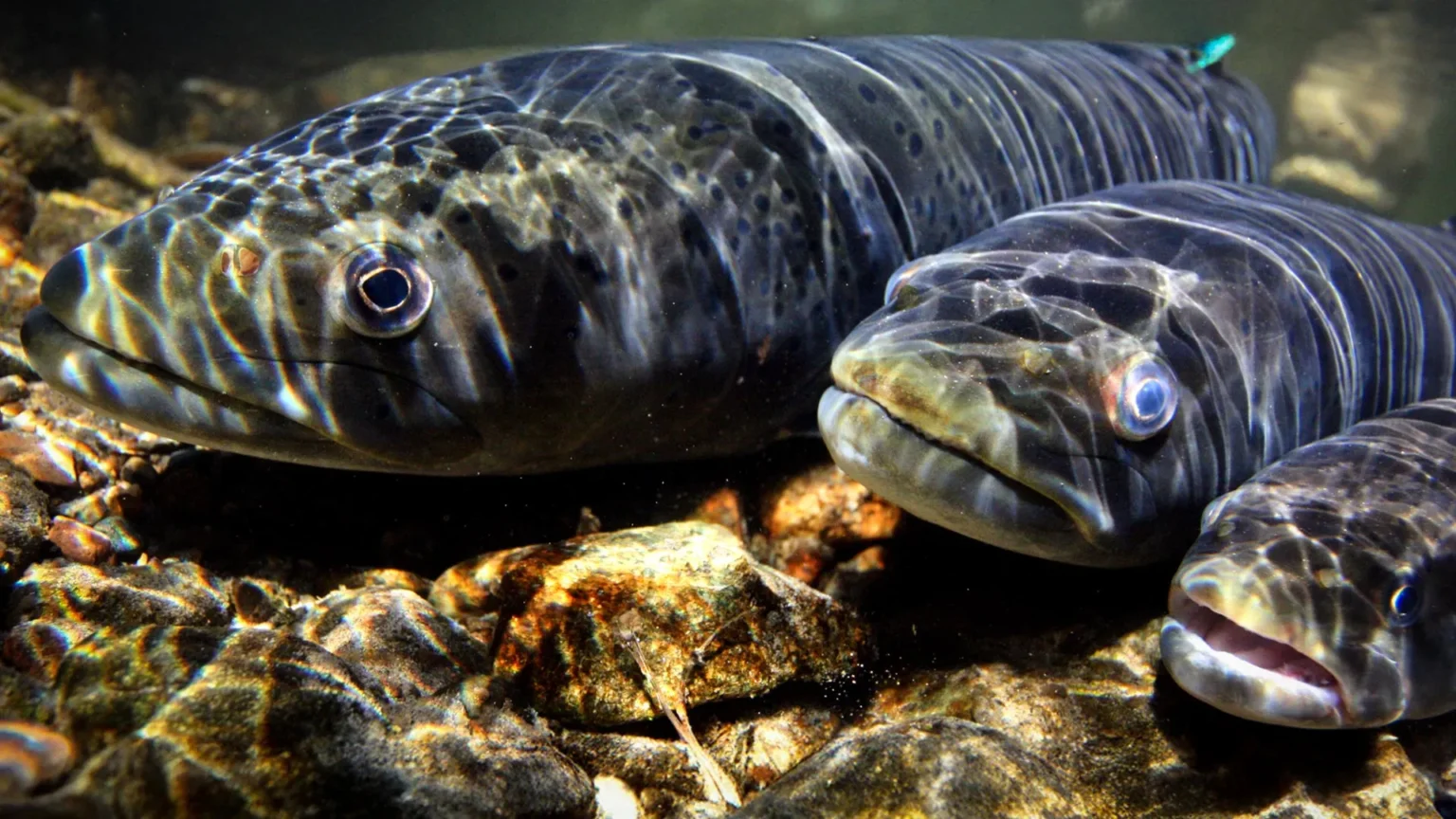 River migration collapses, causing freshwater fish populations to decline by 81%