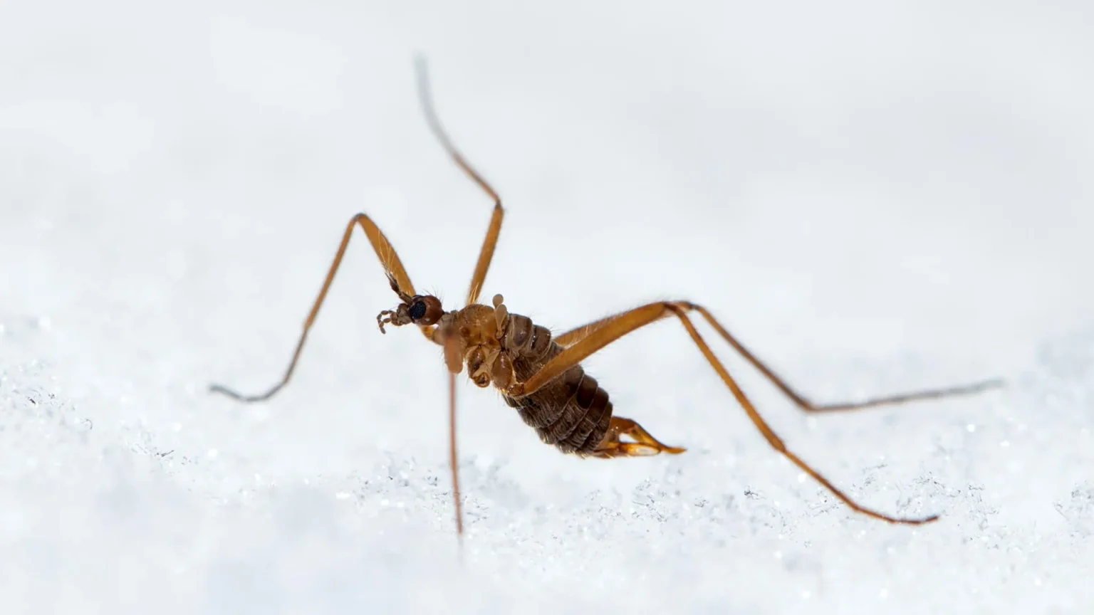 Scientists have discovered an insect that generates its own heat in freezing temperatures Scientists have discovered an insect that generates its own heat in freezing temperatures