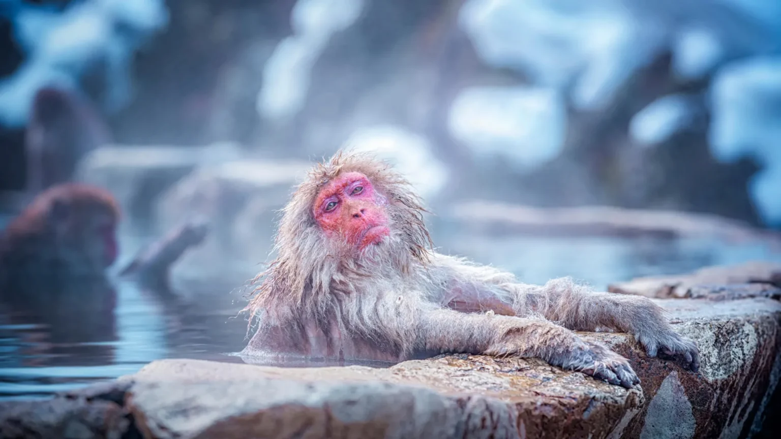 How snow monkey steam baths actually affect their bodies