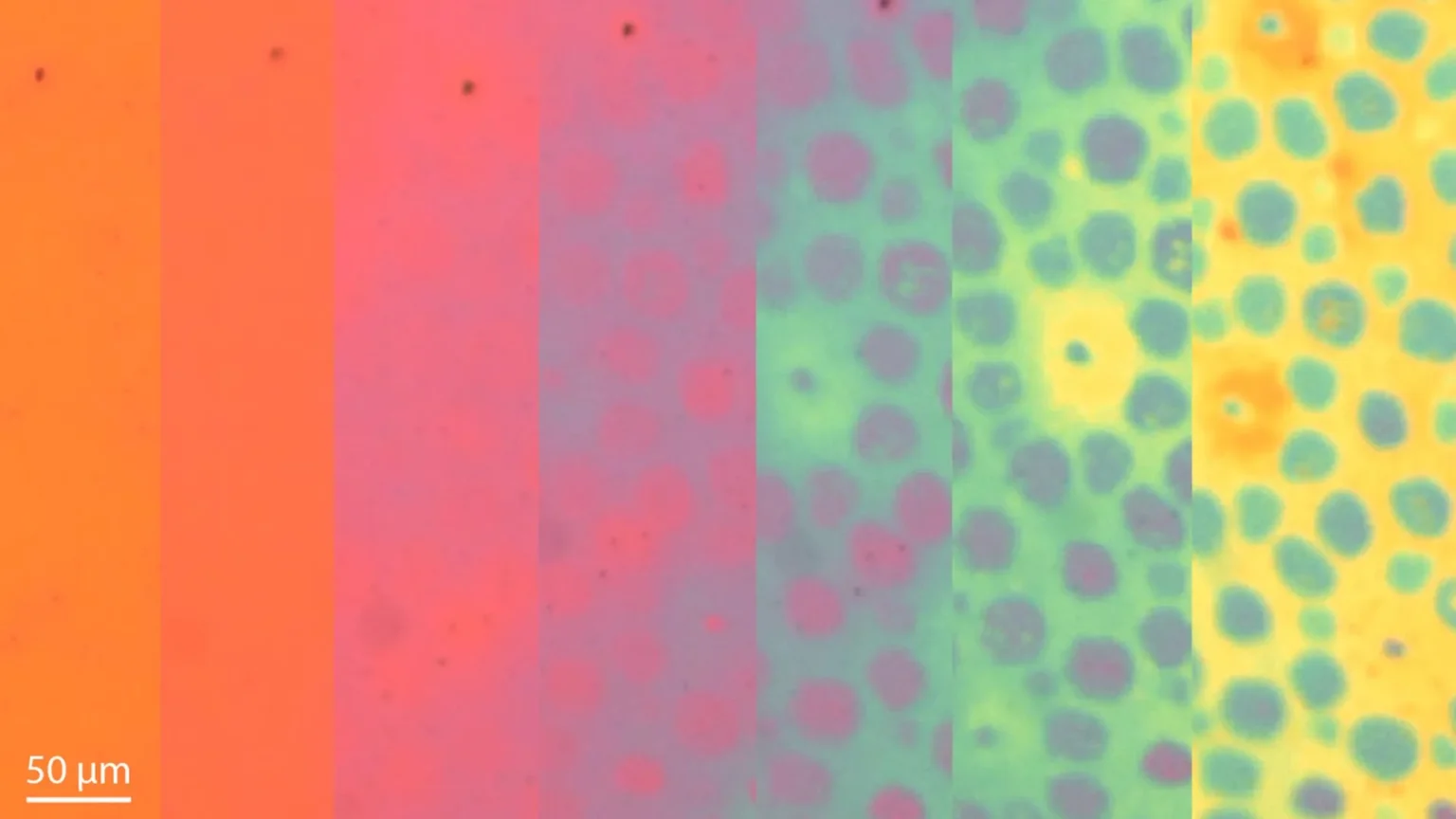 Stanford University scientists create shape-changing material that changes color and texture like an octopus