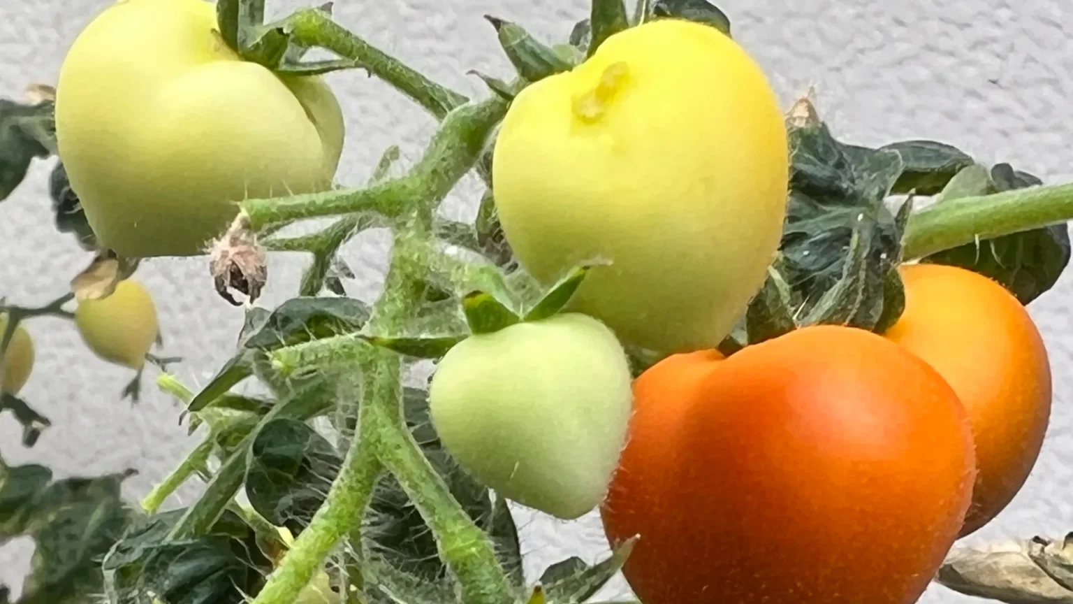 Crops irrigated with wastewater store drugs in their leaves Crops irrigated with wastewater store drugs in their leaves