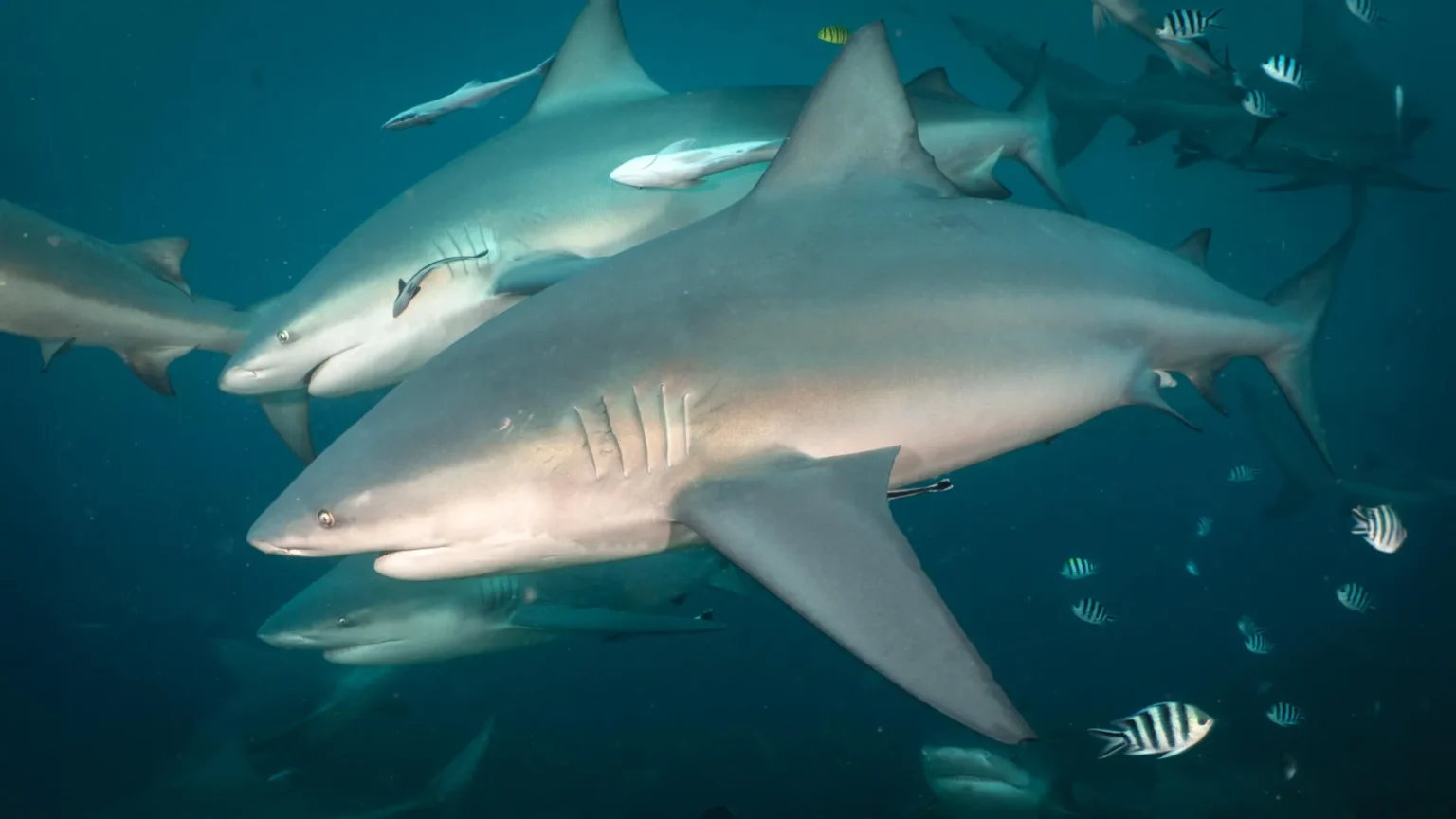 Scientists have discovered that bull sharks have friends.