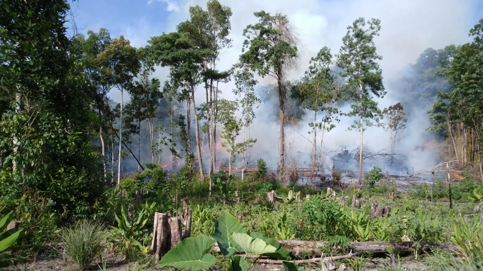 Wildfires in carbon-rich tropical peatlands reach their highest level in 2000 years