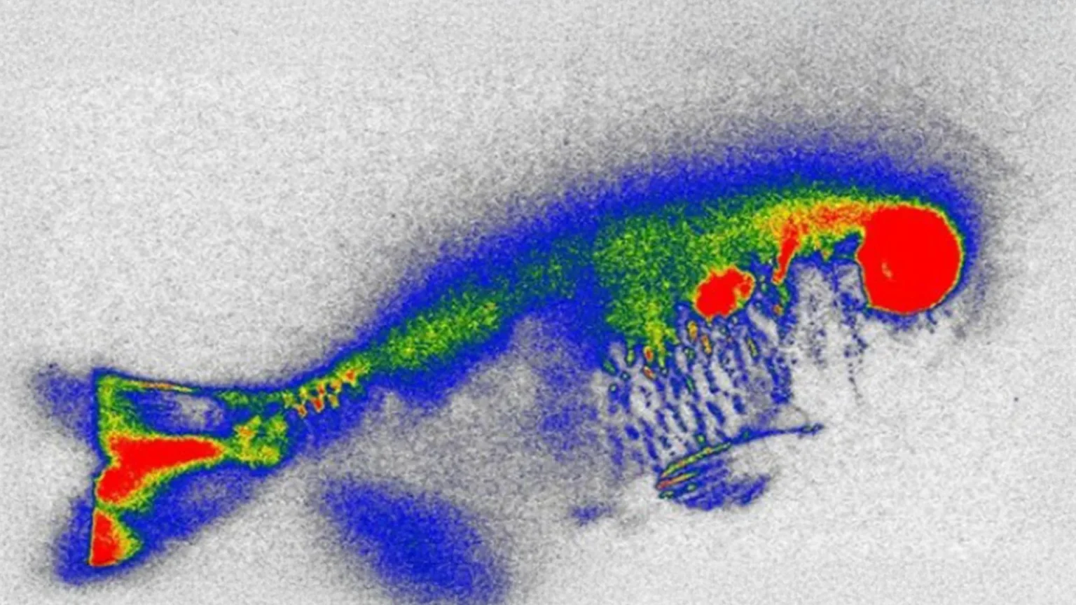 Antibiotics hidden in river fish raise new food safety concerns