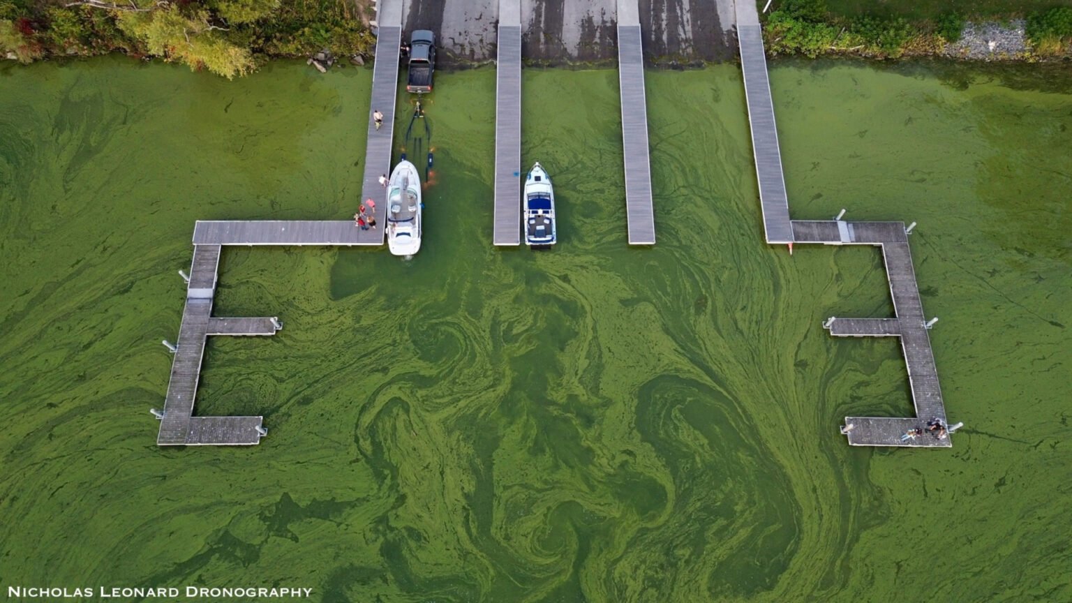 Cayuga Lake enters ‘twilight zone’ after toxic algae bloom • Revelator