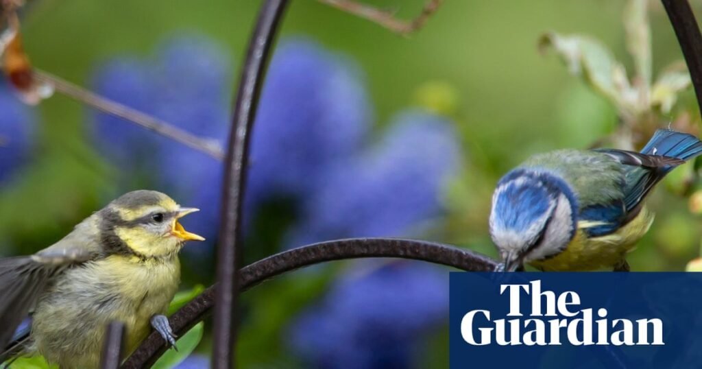 Experts call for restrictions on pet flea control harming UK songbirds | Birds