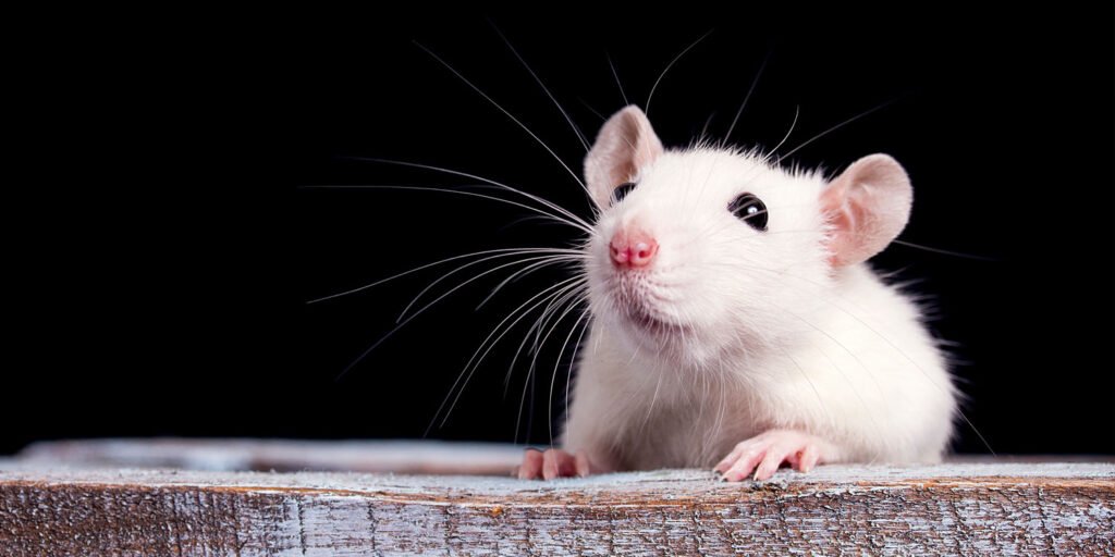 Early exposure to permanent chemicals linked to brain genetic changes and impulsive behavior in rats