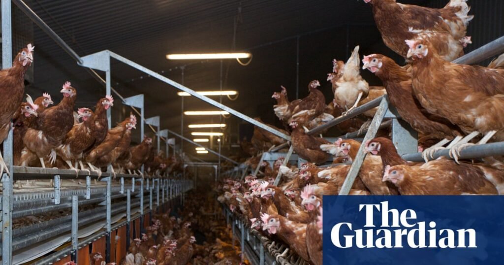 Ammonia pollution hotspots discovered in areas of the UK where most pig and poultry factory farms are located | Pollution