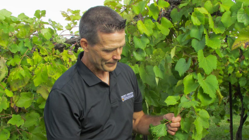 How dicamba drift is killing vines