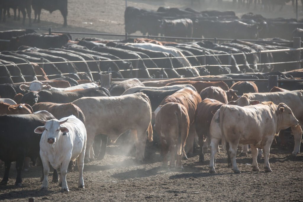 New study finds higher cancer rates near large livestock operations in three states New study finds higher cancer rates near large livestock operations in three states