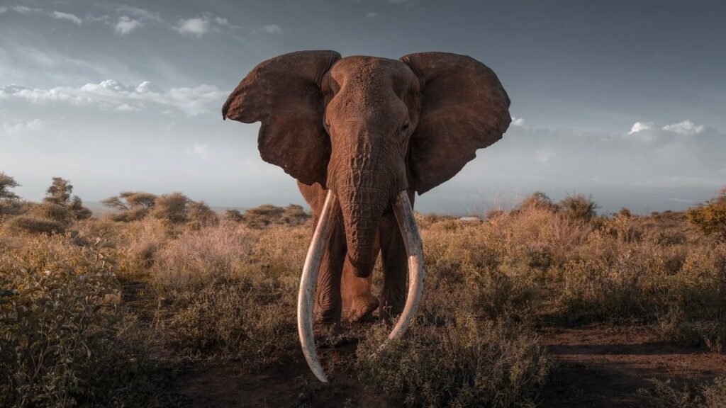 Getting older and wiser: How older animals help species survive