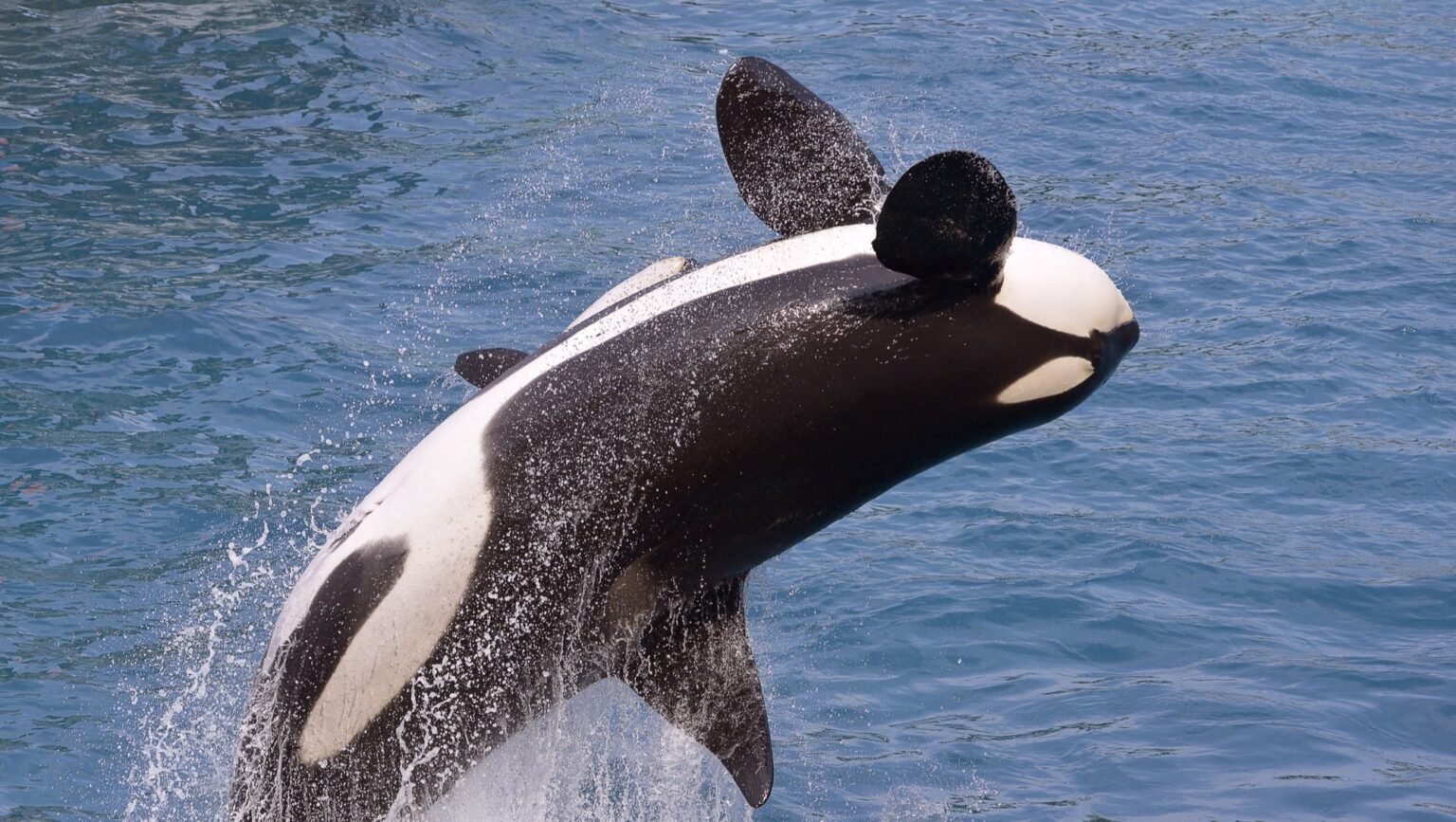 FDA extends review of Orca Bio’s novel cell therapy for blood cancers