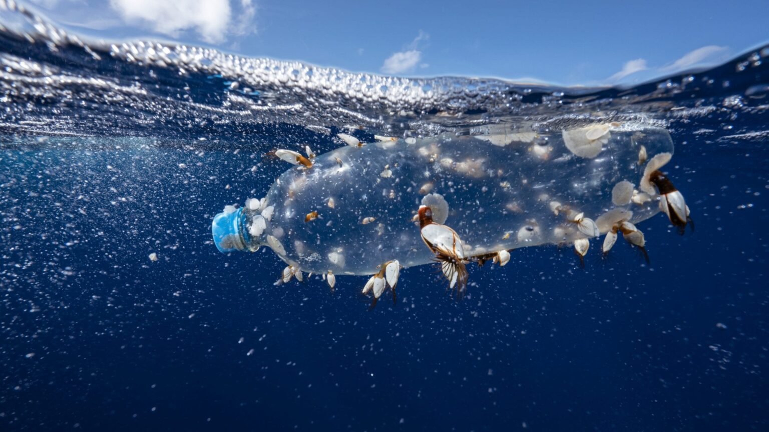 Most endangered marine mammals are most at risk from plastic