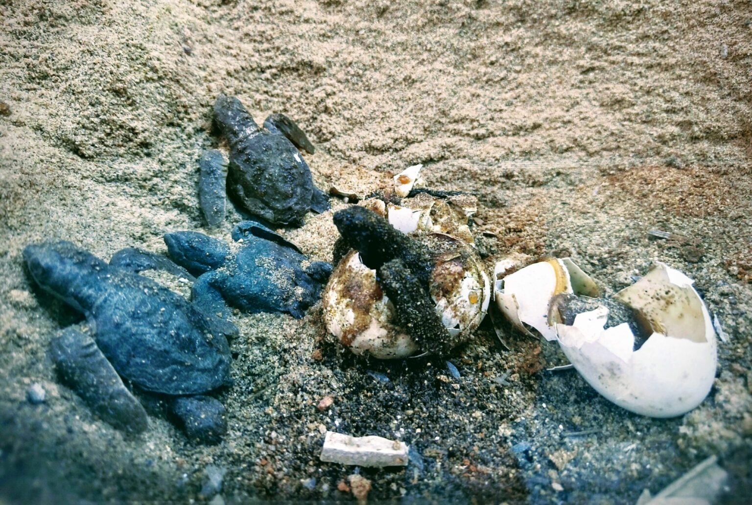 Plastic waste and ghost nets threaten baby chicks