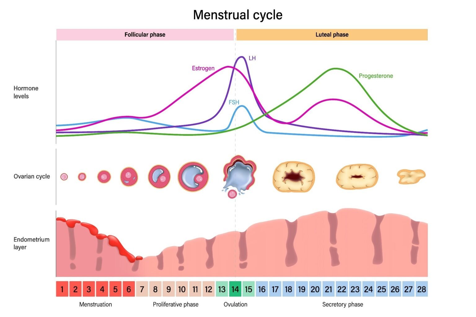Researchers are mapping how the stage of the menstrual cycle affects athletic performance. Researchers are mapping how the stage of the menstrual cycle affects athletic performance.