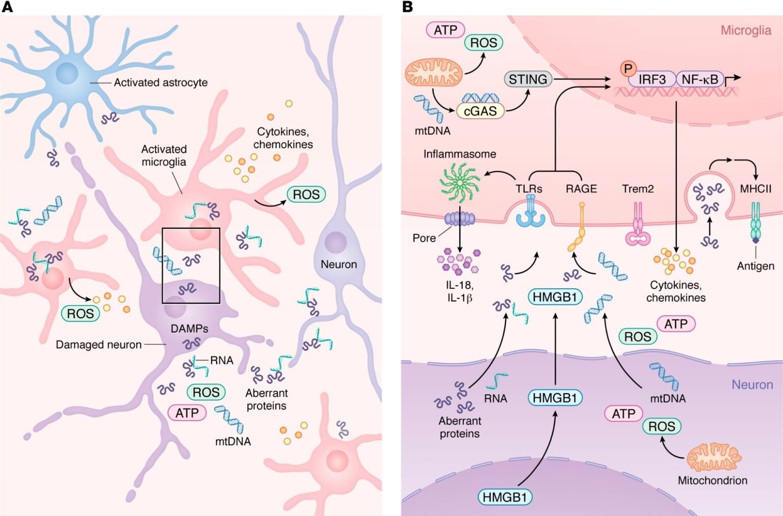 How the immune system may influence Alzheimer’s disease, Parkinson’s disease, and related diseases