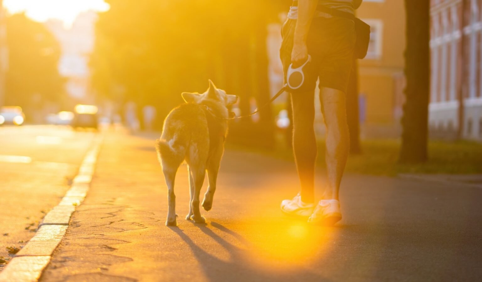 Short walking breaks help the body control sugar levels after a carbohydrate-rich meal