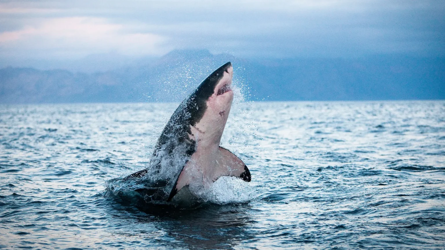 Sharks and tunas are overheating and running out of options.