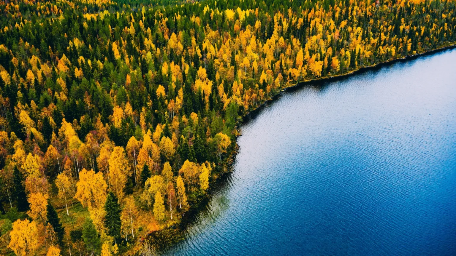 The ‘lost world’ beneath the North Sea was once full of forests