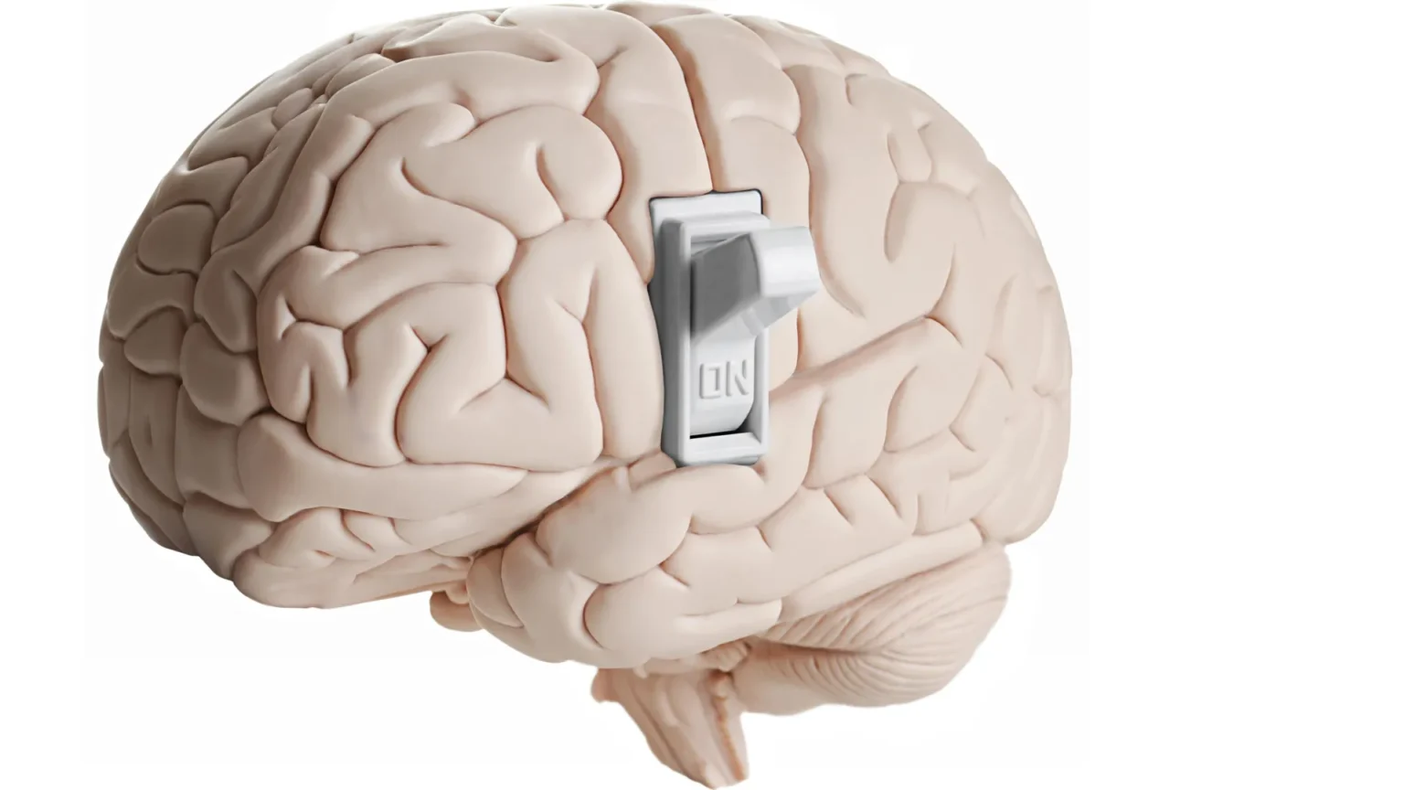 Scientists discover a hidden switch in the brain that lets you stop eating