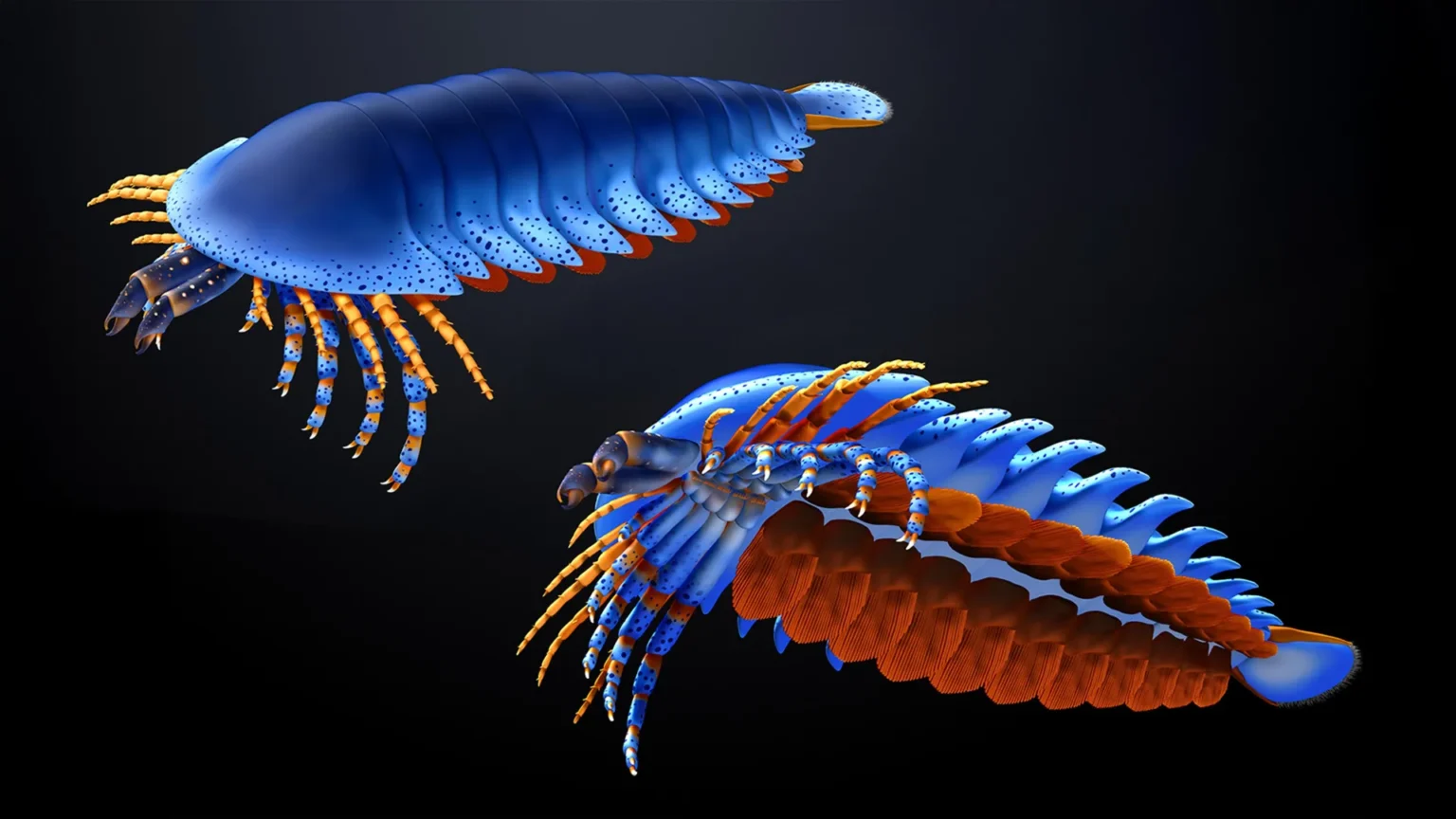 This tiny claw found in a 500 million-year-old fossil has literally rewritten the origin of spiders.