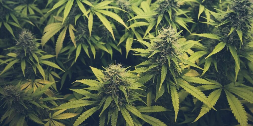 Scientists uncover the neurological mechanism behind cannabis-induced ‘chomping’ Scientists uncover the neurological mechanism behind cannabis-induced ‘chomping’