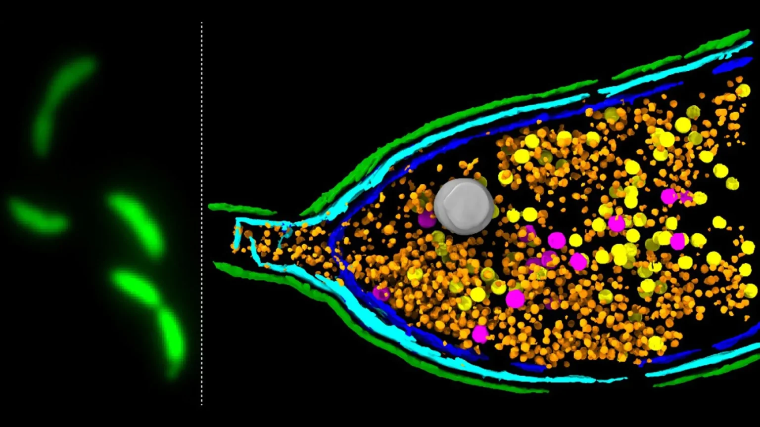 Scientists discover bacteria can ‘explode’ and spread antibiotic resistance