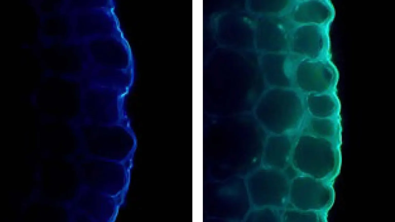 Light strengthens plants, but at the same time inhibits their growth Light strengthens plants, but at the same time inhibits their growth